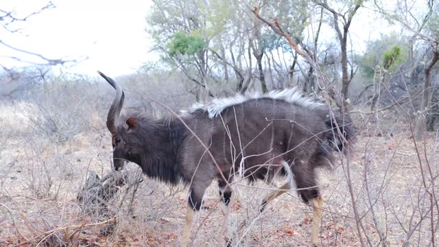 Nature footage of antelopes in savannah