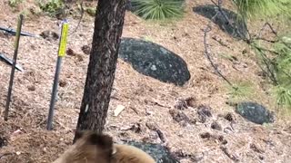 Lake Tahoe Bears Casing Homes