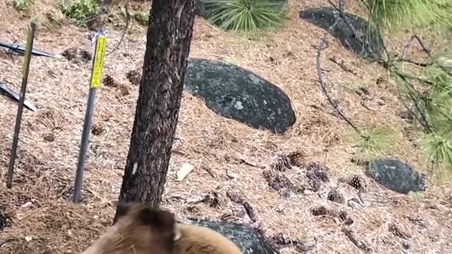 Lake Tahoe Bears Casing Homes