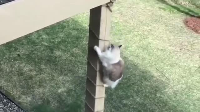 Best Funny Animal video