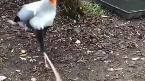 A Secretary bird stomping a fake cobra