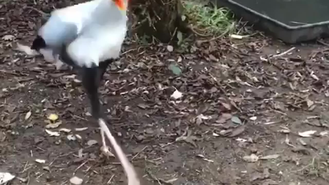A Secretary bird stomping a fake cobra