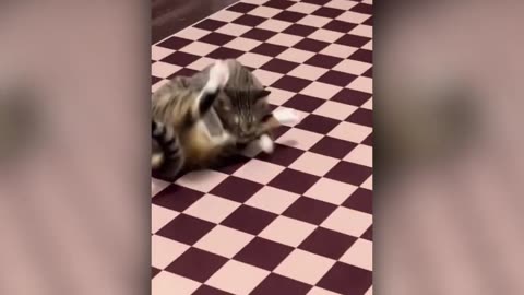 Best Animal Videos 2023 | Funny Cats and Dogs | Cats Funny Videos