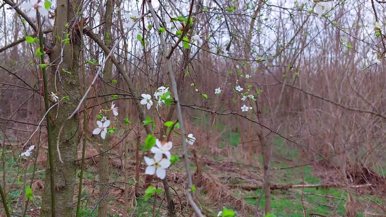 Gentle Whispers of Spring Blossoms ASMR