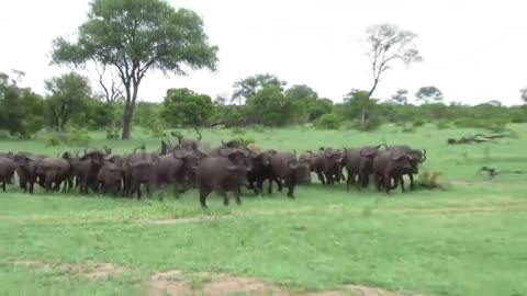 Lion hunting Buffalo