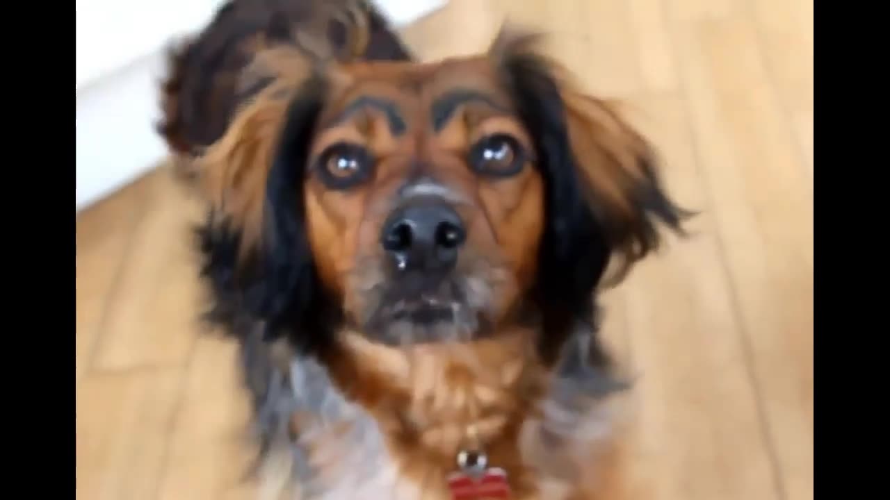 funny Videos of dogs with eyebrows