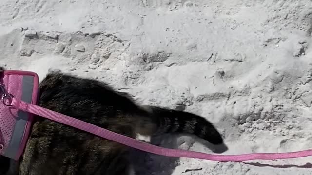 Beach Hat for Beach Cat