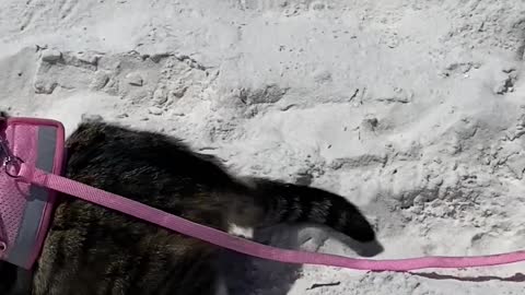 Beach Hat for Beach Cat