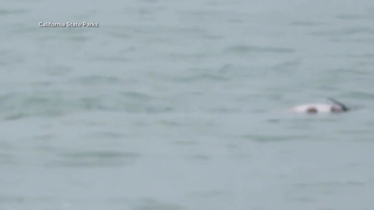 Dolphin gets attacked by shark at California beach