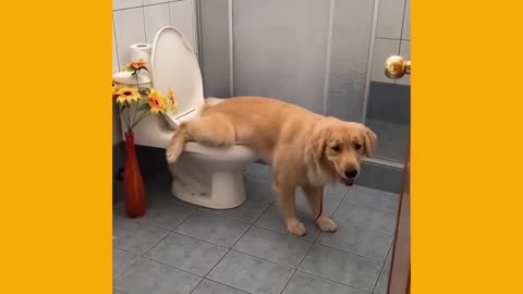 dog using toilet