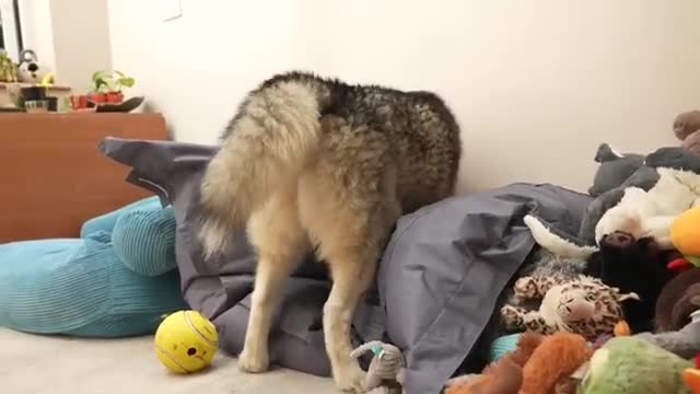 My Husky Tells Me to GET OUT Of His Beanbag!