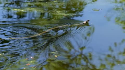 Snake in water