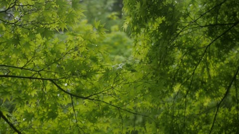 Brazilian Fauna - Forest