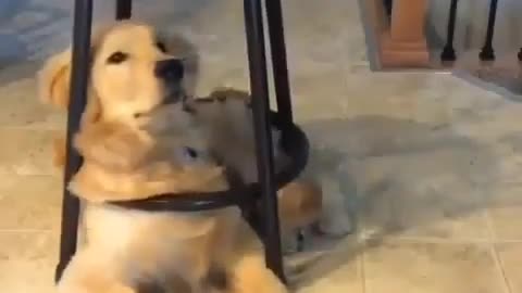 Funny dogs😝😁😄funny videos