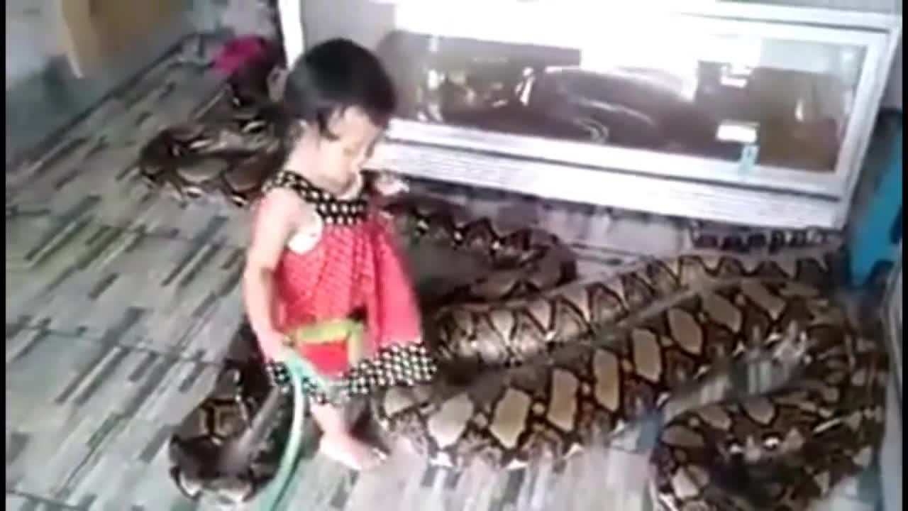 Small girl giving bath to a Giant python