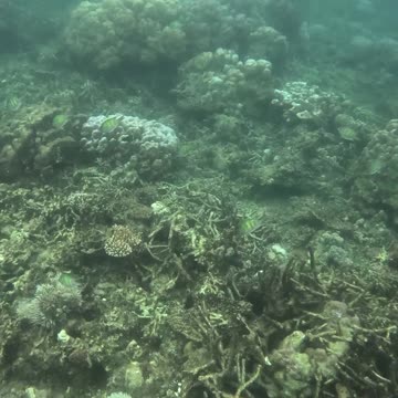 Snorkeling Day, Zamboanga The Reef is Coming Back Alive