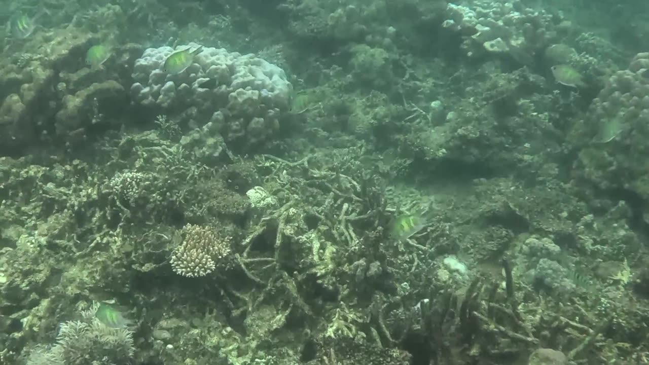 Snorkeling Day, Zamboanga The Reef is Coming Back Alive