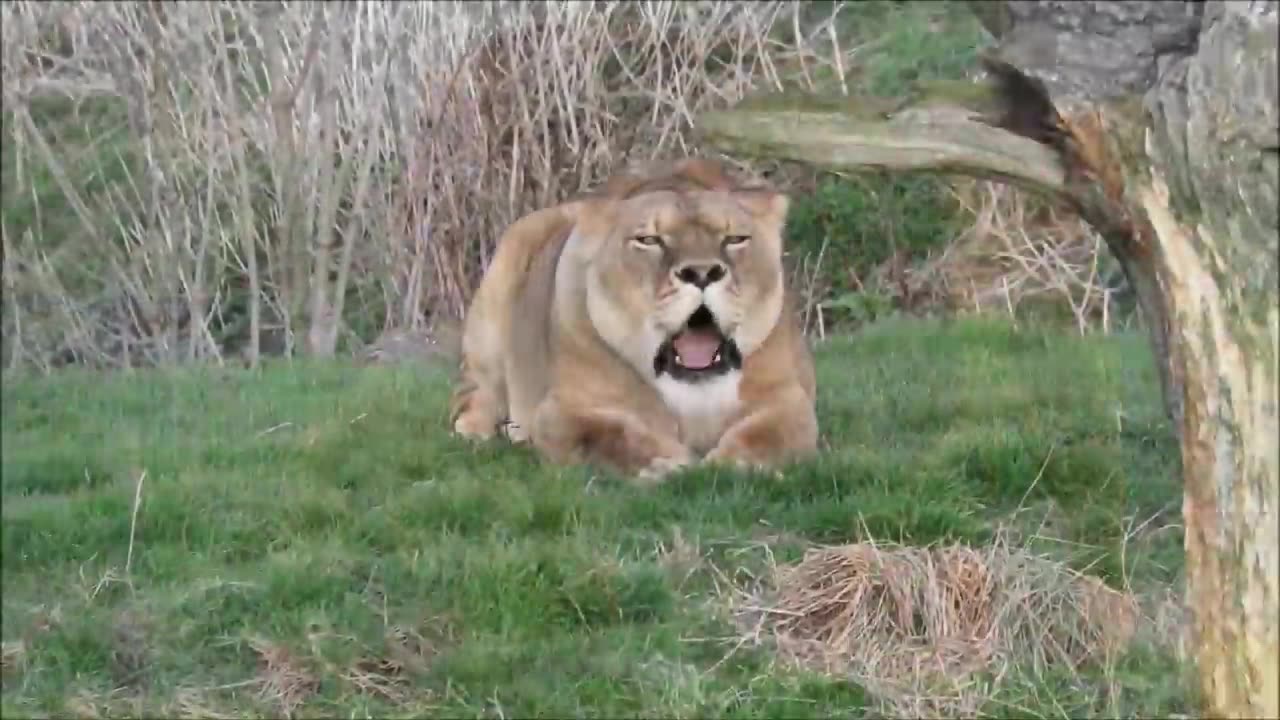 Lion roaring video # king of jungle