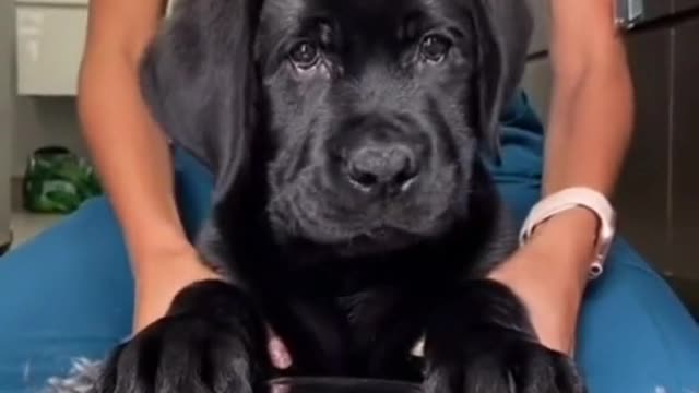 #shorts #dog