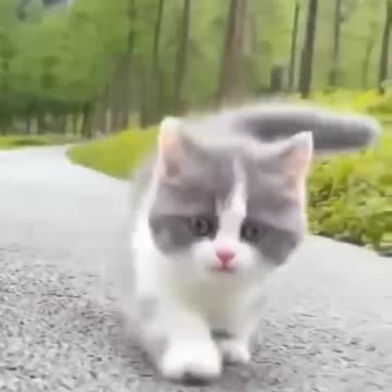 #catlover_#catvideos_#cutebaby_cat_#kitty_#shorts_#recommended_#petscare
