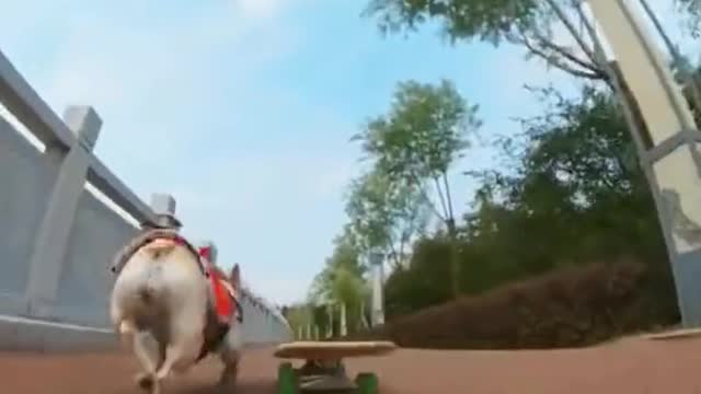 Dog playing skateboard with owner