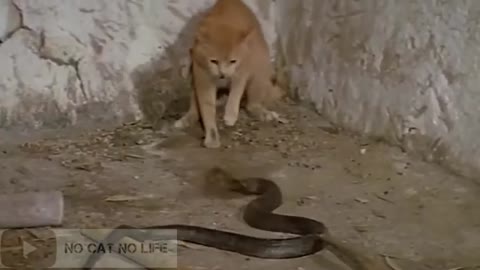 cat fight with snake