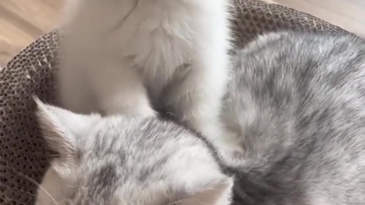Cat technician online, remember to tip well