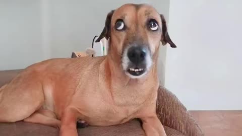 The most SILLY DOGS in the world 🤣🐶