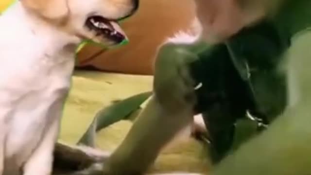 monkey show the dog how to play iPad