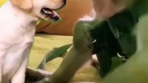 monkey show the dog how to play iPad