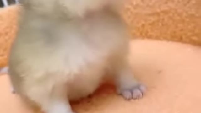 Cute Baby Cat🥰 TikTok Viral cats 🥰Pet lovers