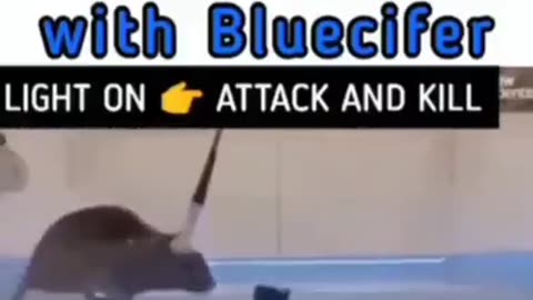 Bluecifer optogenetics