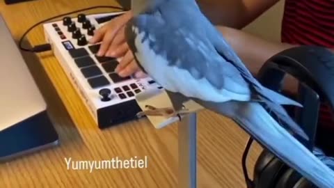 Funny and cute parrot