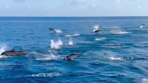 Dolphins, Maldives