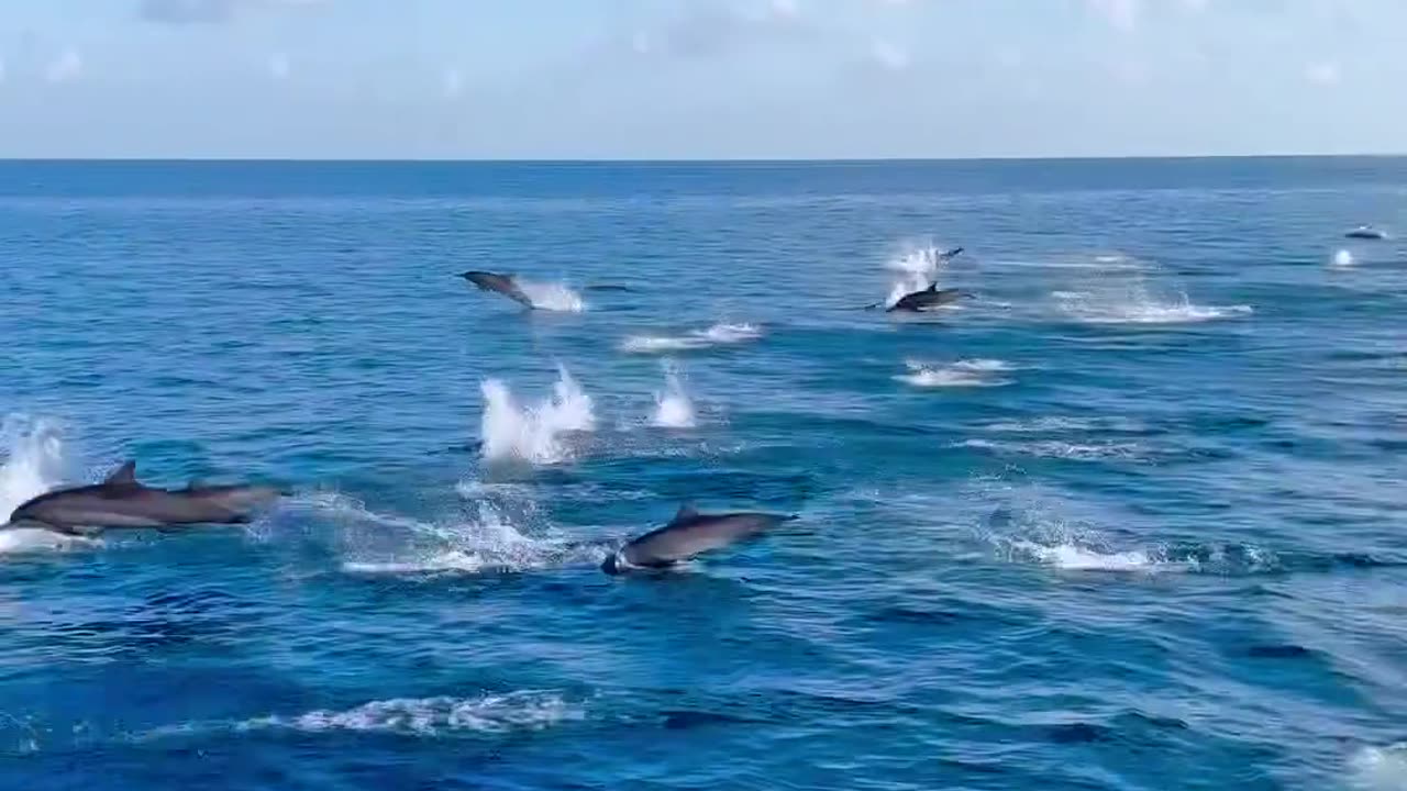 Dolphins, Maldives