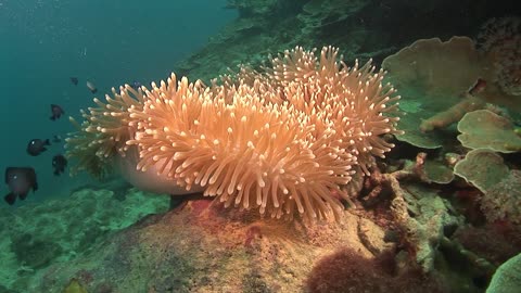 An adult sea cucumber in the ocean