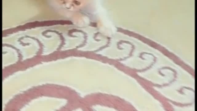 Kitten Playing
