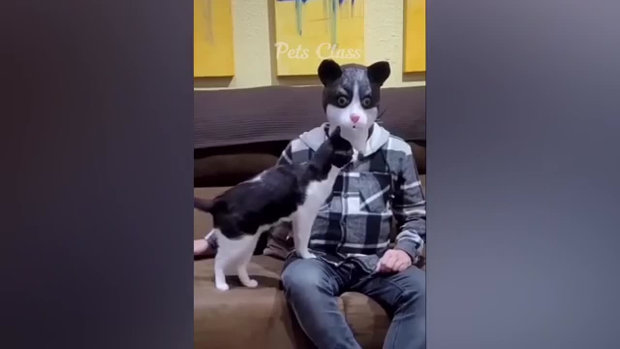 New Funny Animals 😍 Funniest Dogs and Cats Videos 😺🐶