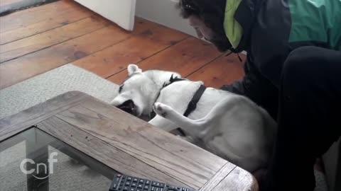 Cute Husky SAYS NO to the Kennel - Try Not To Laugh