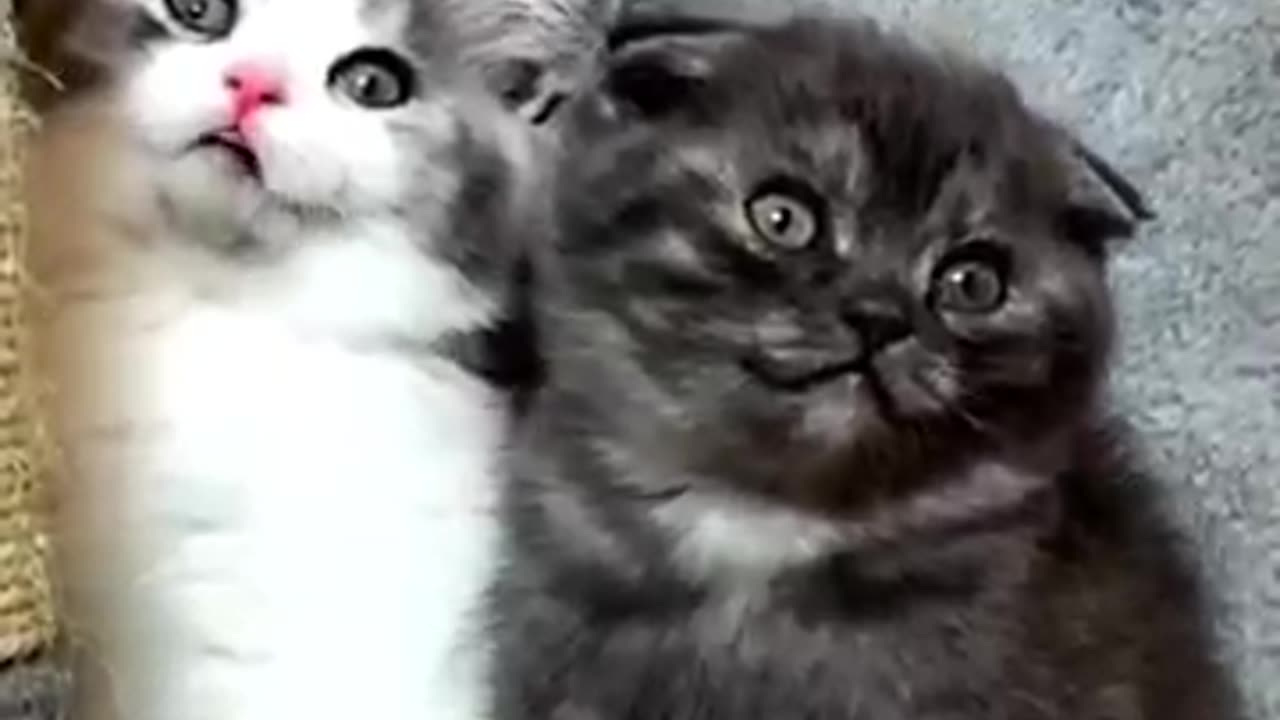 Funnyπ€£ π₯π±πππ₯π₯π₯cat