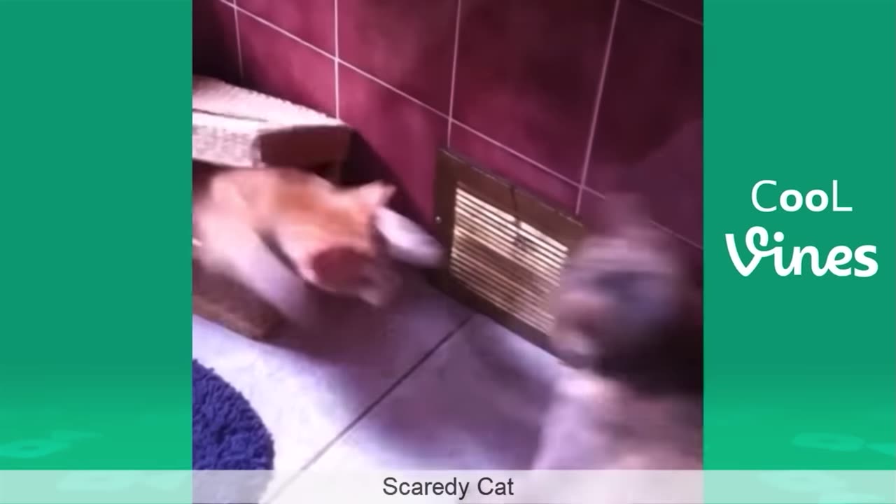 one cat scares the other