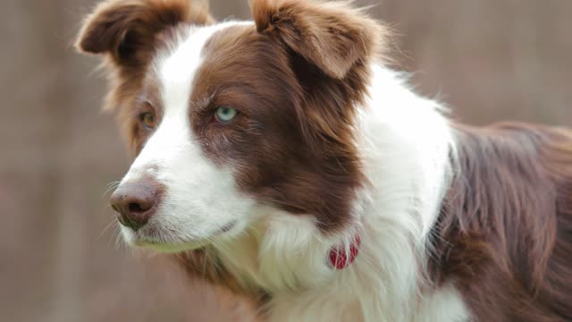 This Dog has two different eye balls 😮