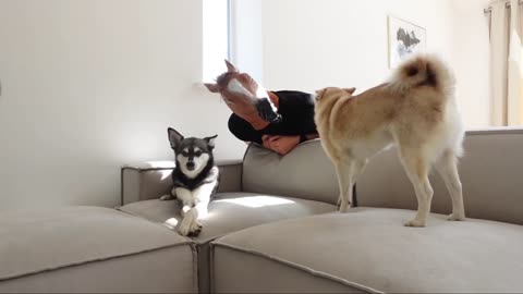 Pranking Sassy Mini Huskies With A Horse Mask