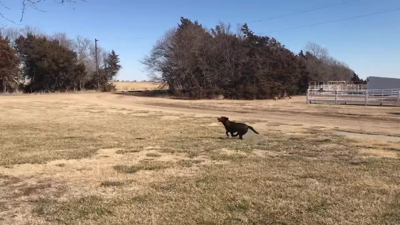 Dog Catching Frisbee like a PRO