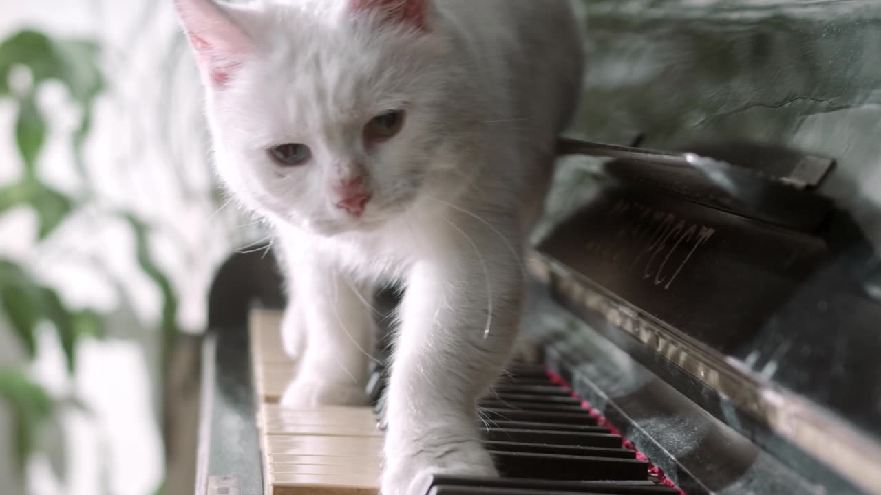 Cat walking on piano