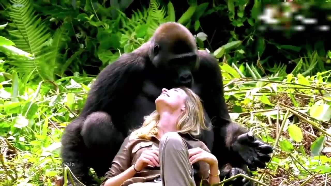 Rumble COMEDY VIDEO ANIMAL COMEDY #ANIMAL #COMEDY #FUNNY #ENTERTAIRMENT