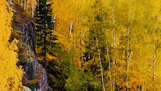 Yellow forest China