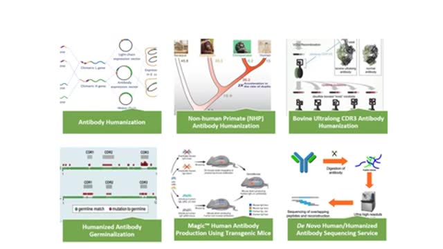 Antibody Humanization