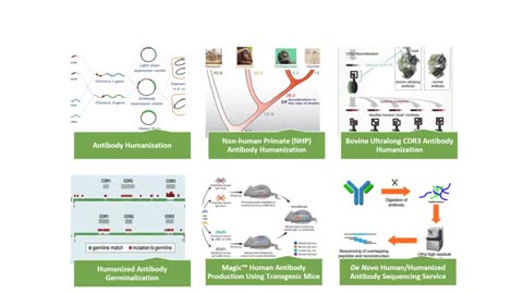 Antibody Humanization