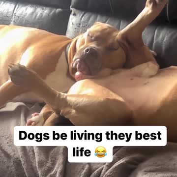 sleep with no worries you deserve it so does the dogs#dogtraining #shorts #foryou